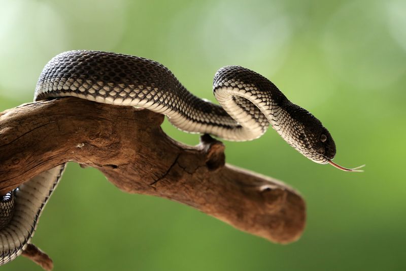 Learn Which Snakes Live in Georgia