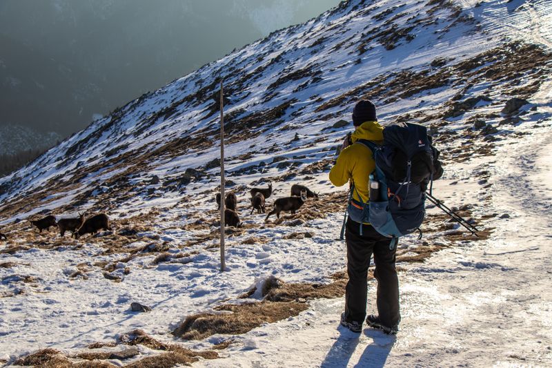 Shooing a Stubborn Goat, the Right Way