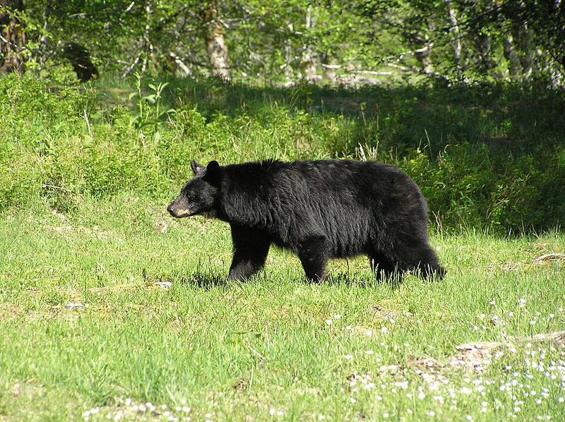 Do Not Jump Into a Dog-Bear Fight