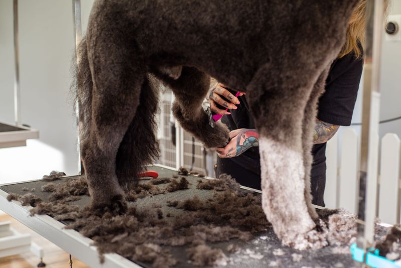 Shaving a Dog's Coat Too Closely