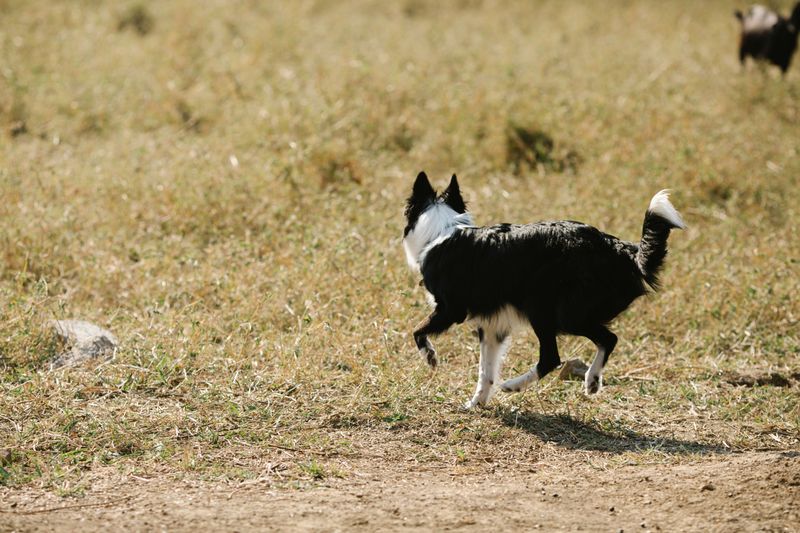 Letting Your Dog Chase Wildlife Can Lead to Criminal Charges