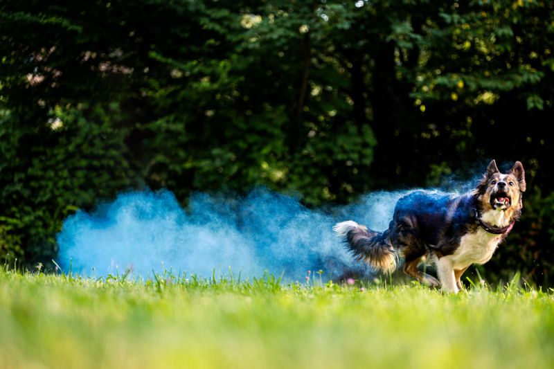 Your Dog Will Tell You When Smoke Bothers Them