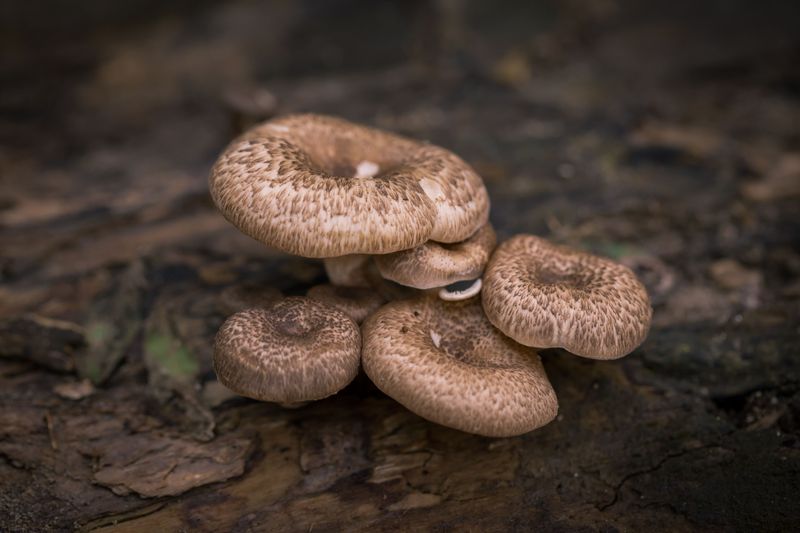 Brown Roll-Rim (Paxillus involutus)