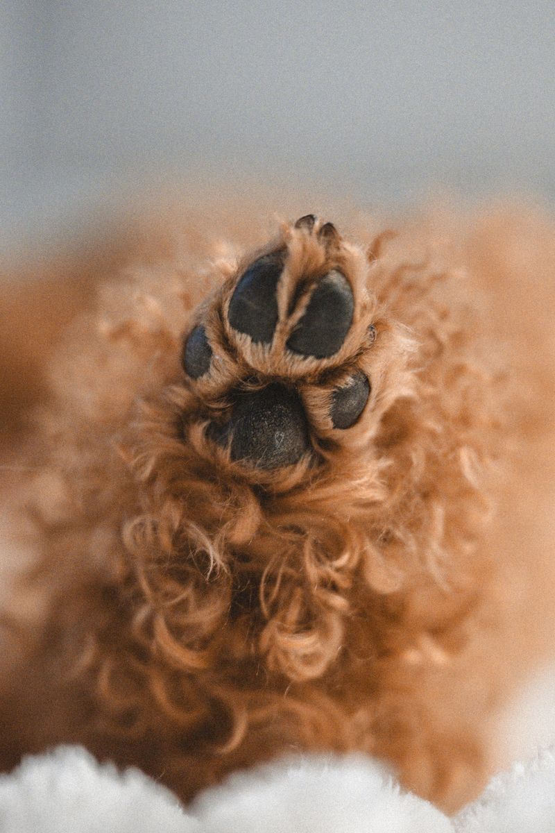 Check Between Your Dog's Toes