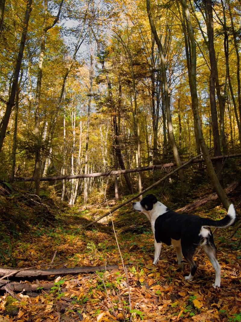 Check Your Dog After Woodland Walks