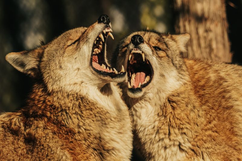 Contact Animal Control If the Coyote Acts Aggressively or Appears Rabid