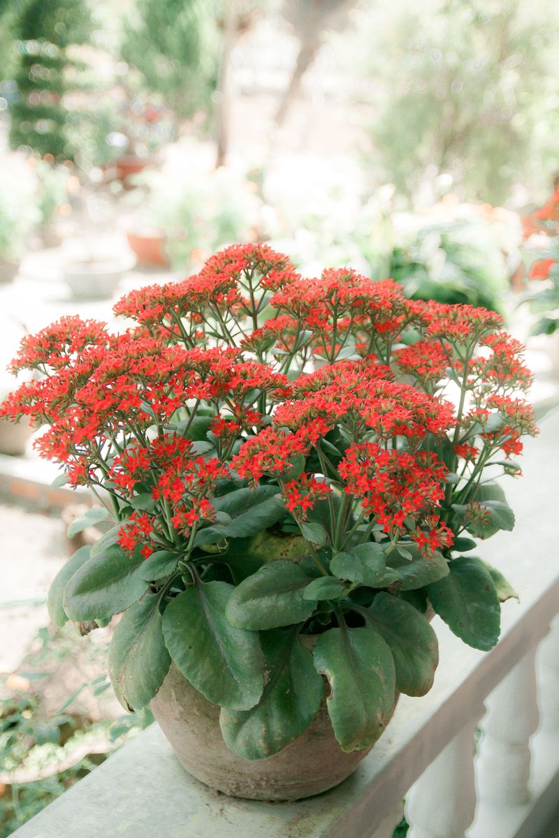 Kalanchoe