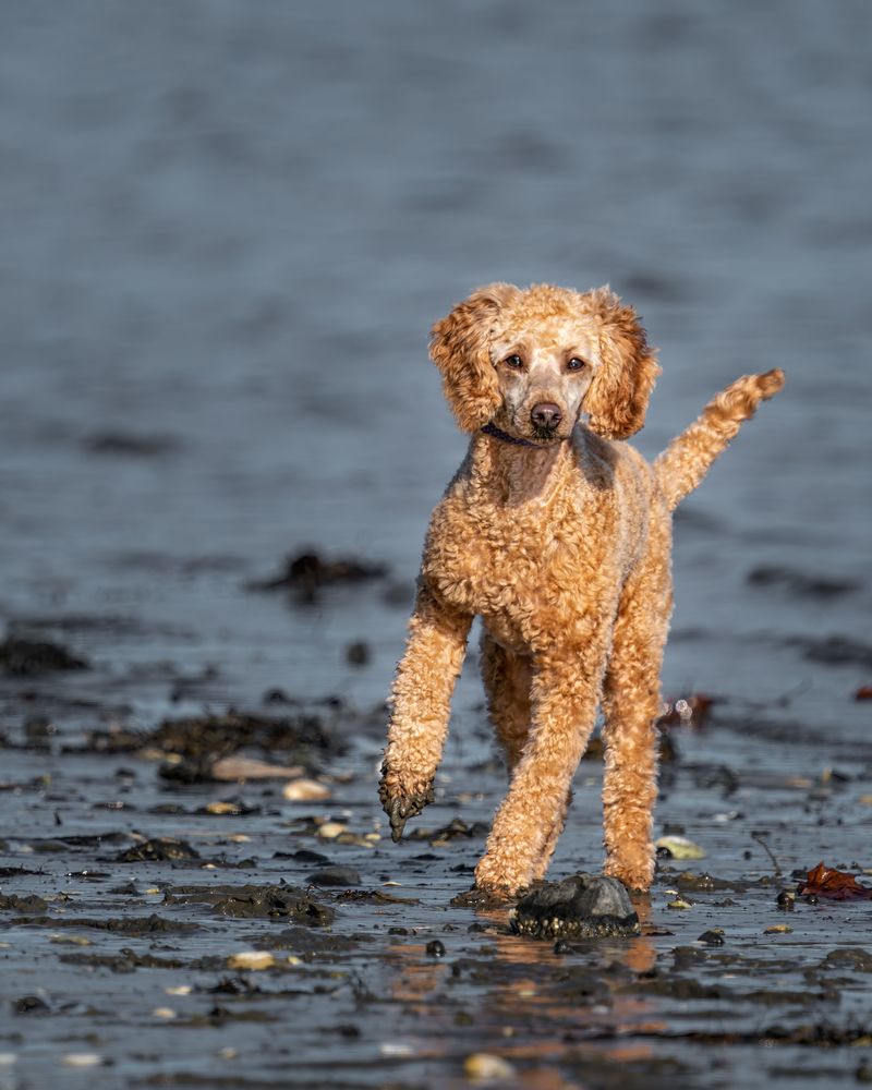 Standard Poodle