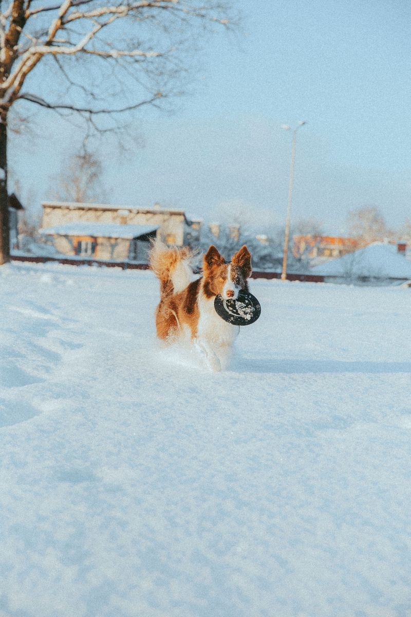 Border Collies Thrive With Plenty To Do