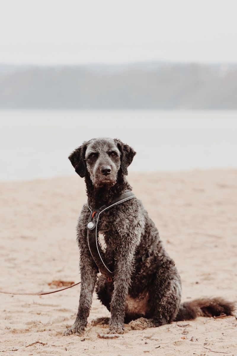 Spanish Water Dog
