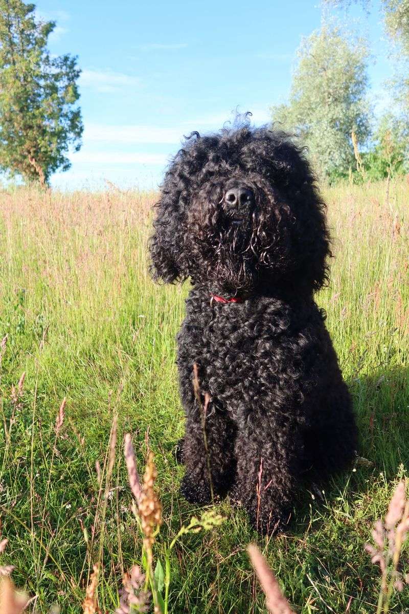 Barbet
