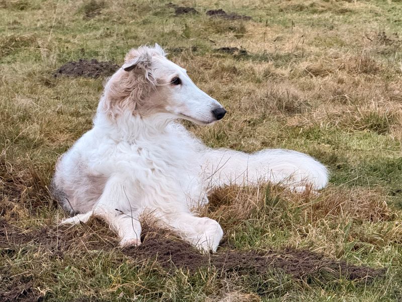Borzoi: Elegance With an Off Switch