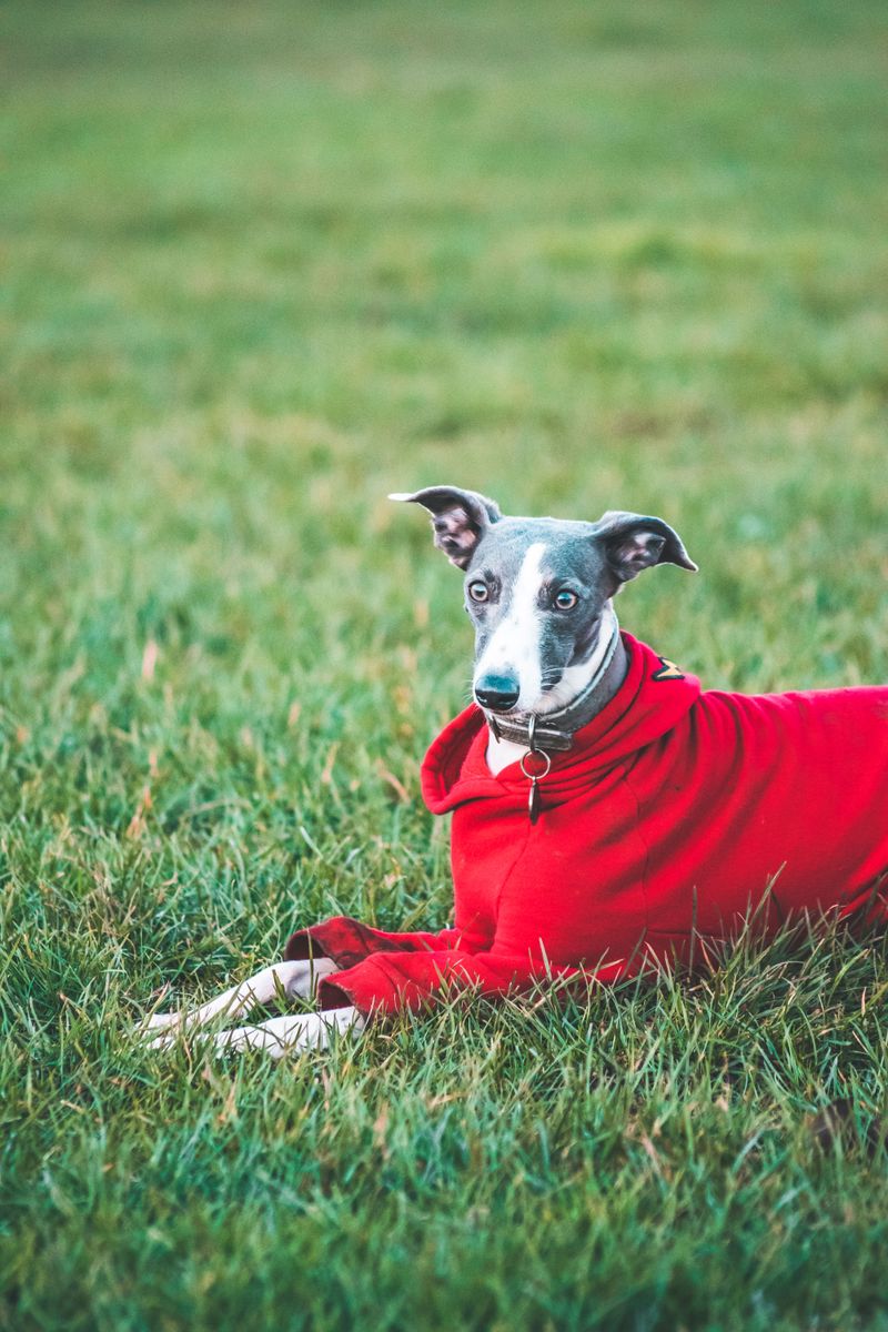 Whippet