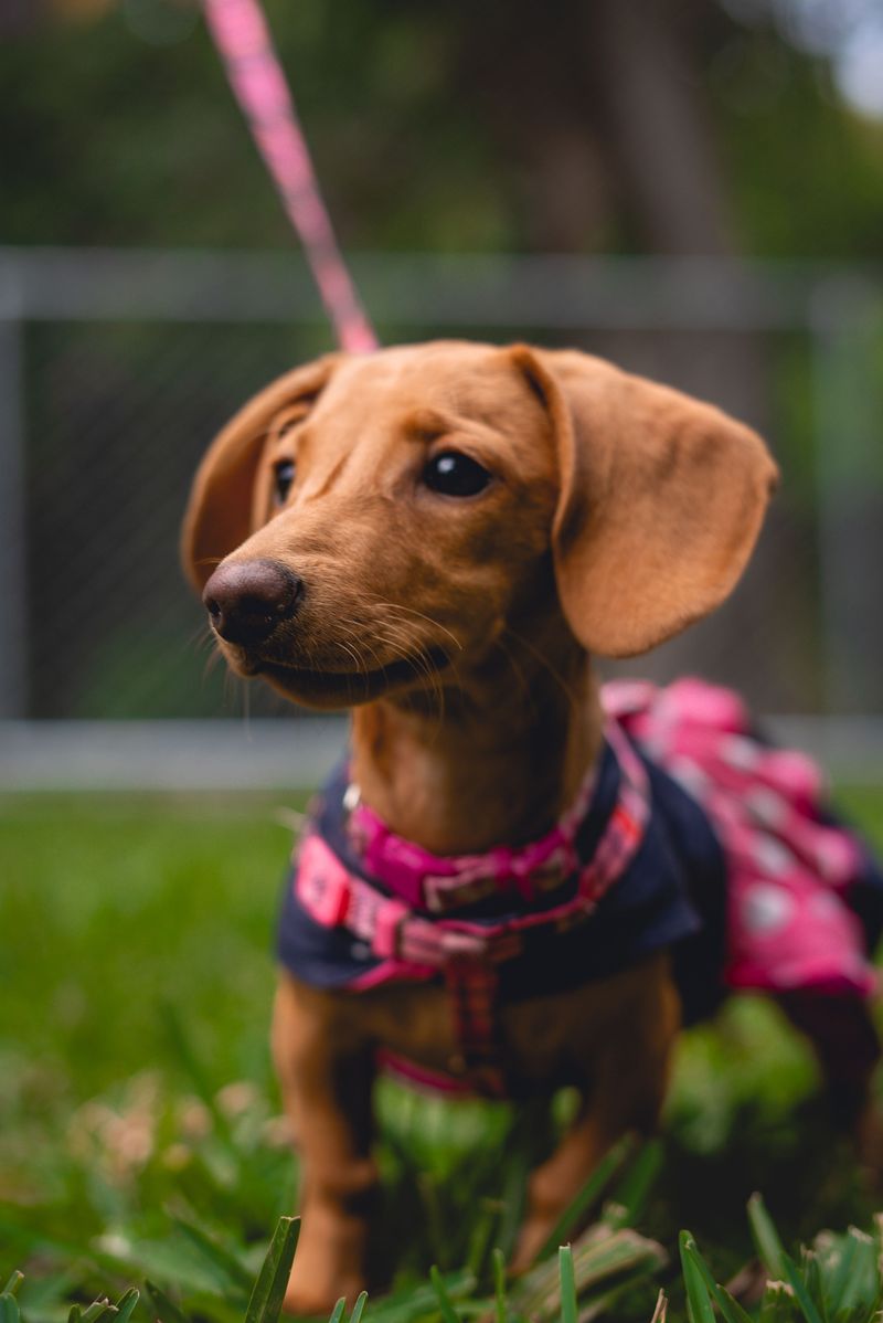 Dachshund