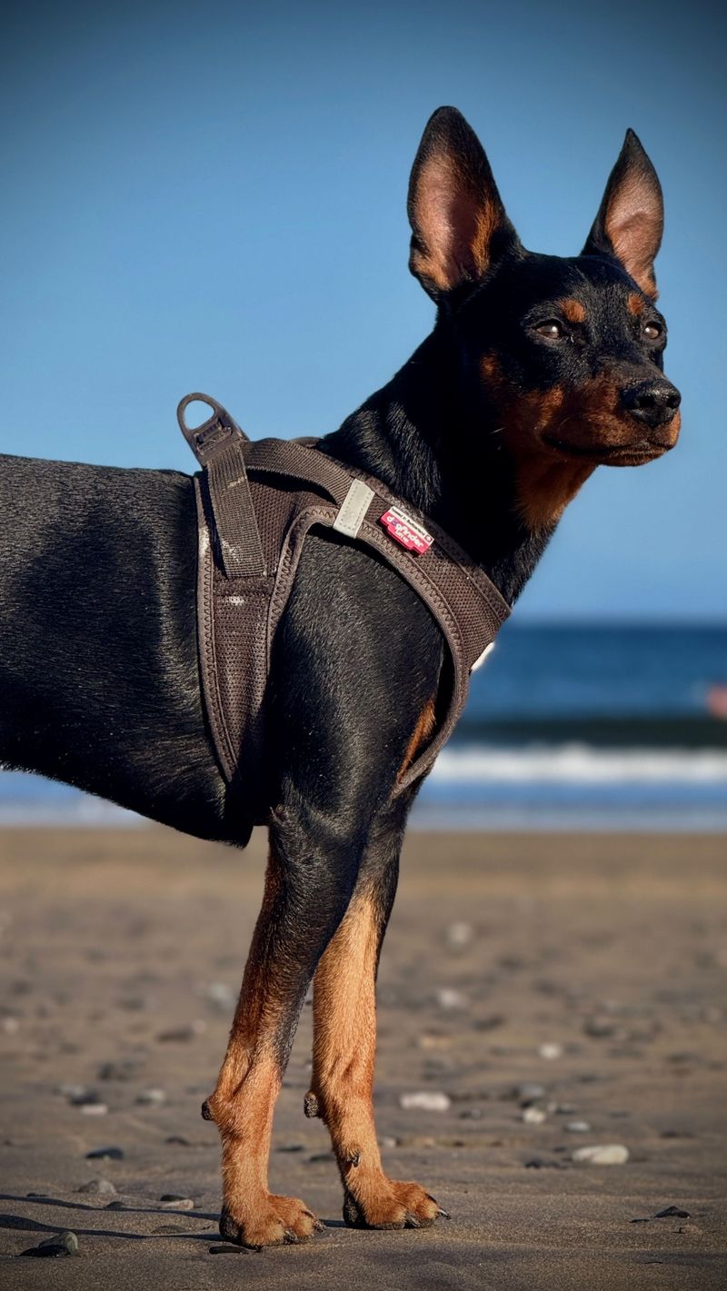 Miniature Pinscher