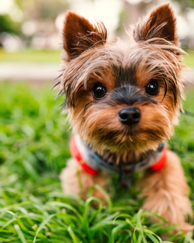 Yorkshire Terrier