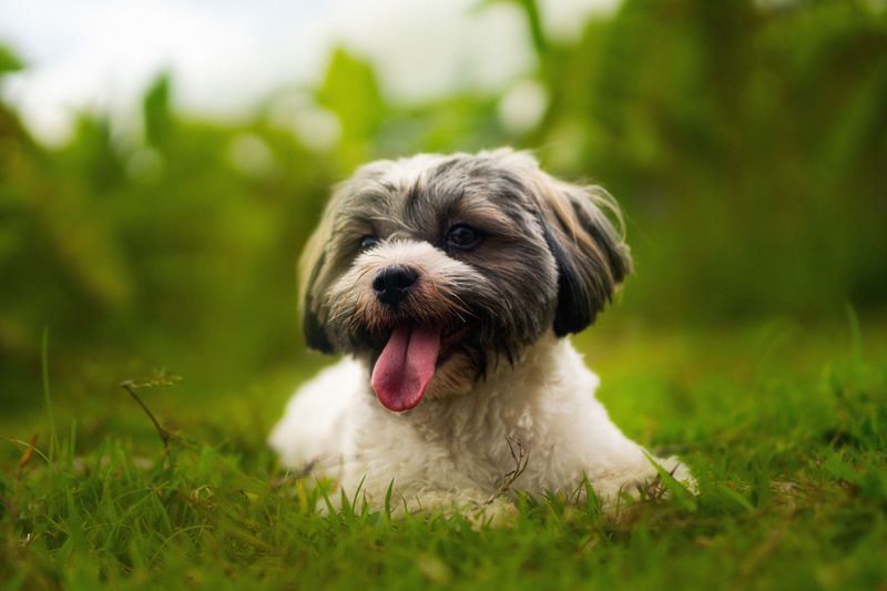 Havanese: Cuba's Cheerful Export