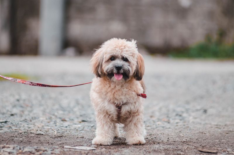 Lhasa Apsos Can Handle City Life With A Consistent Routine