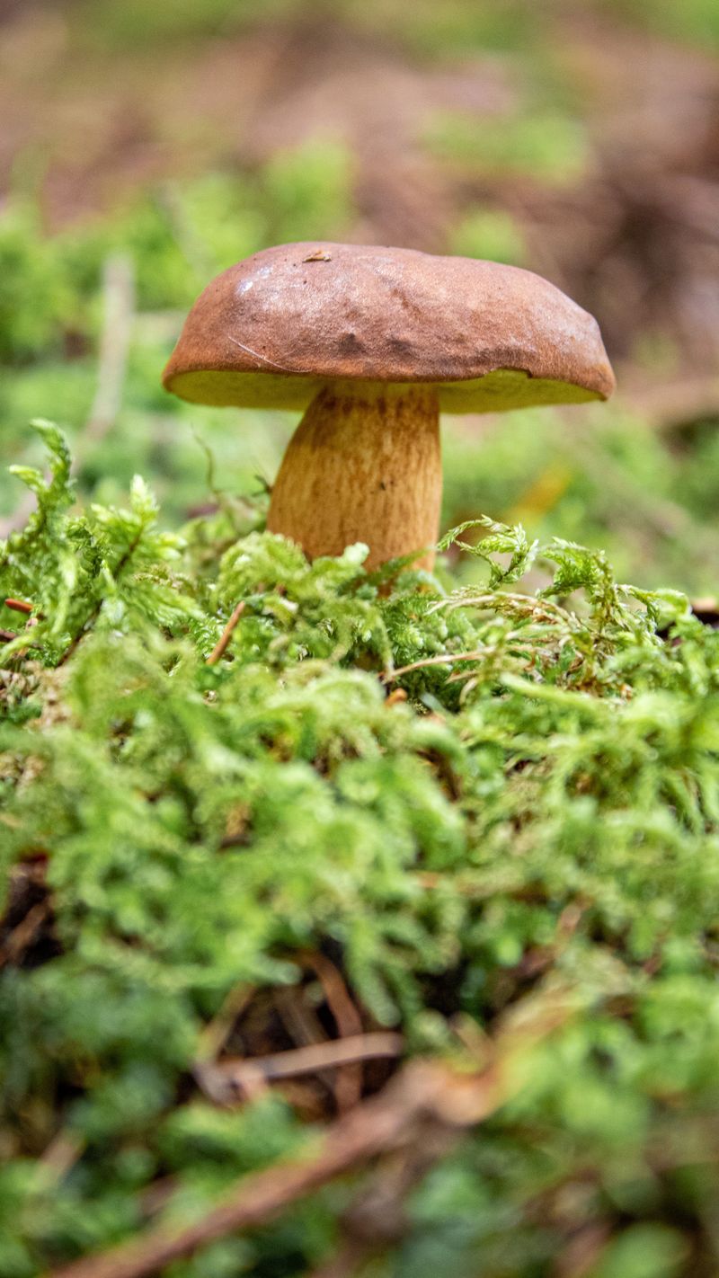 Lilac Brown Bolete (Tylopilus felleus)