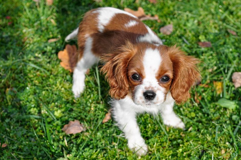 Cavalier King Charles Spaniel