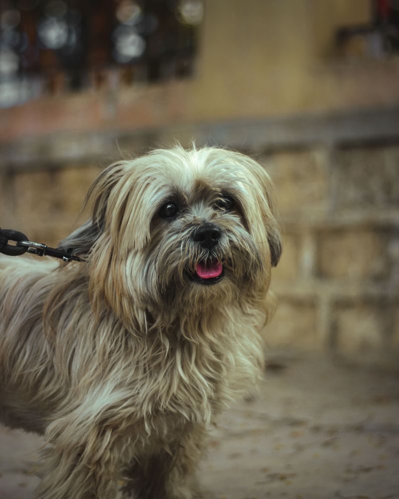 Lhasa Apso