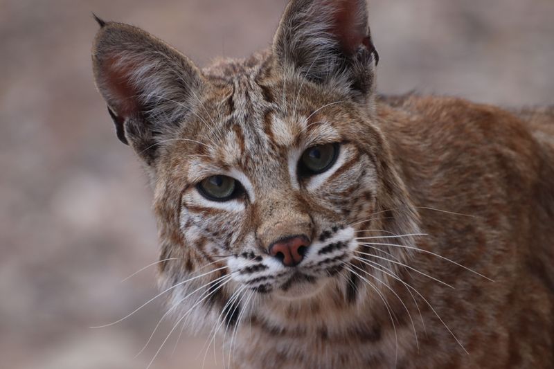 Bobcats