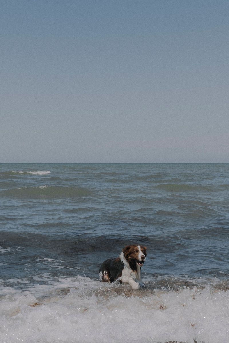 Choppy Surf Means More Saltwater Goes Down