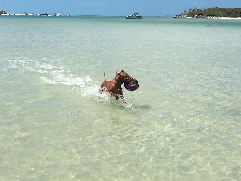 Bonita Beach Dog Beach Lets Dogs Play in the Water