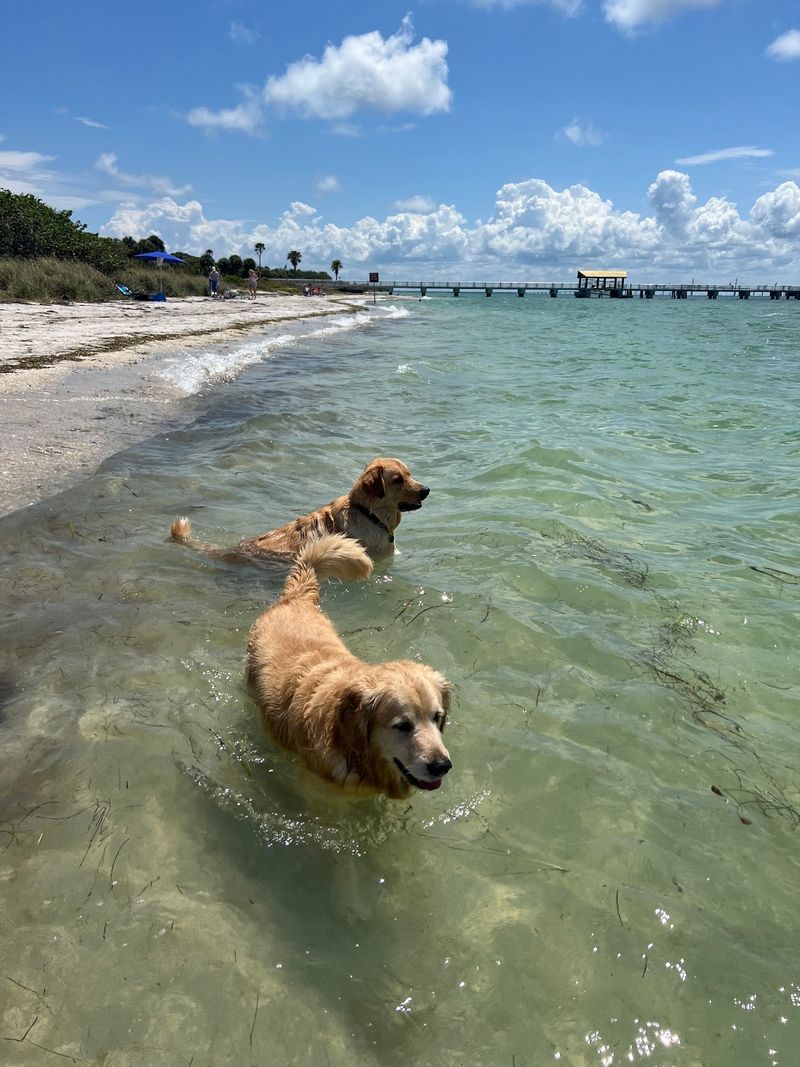 Fort De Soto Dog Beach - St. Petersburg