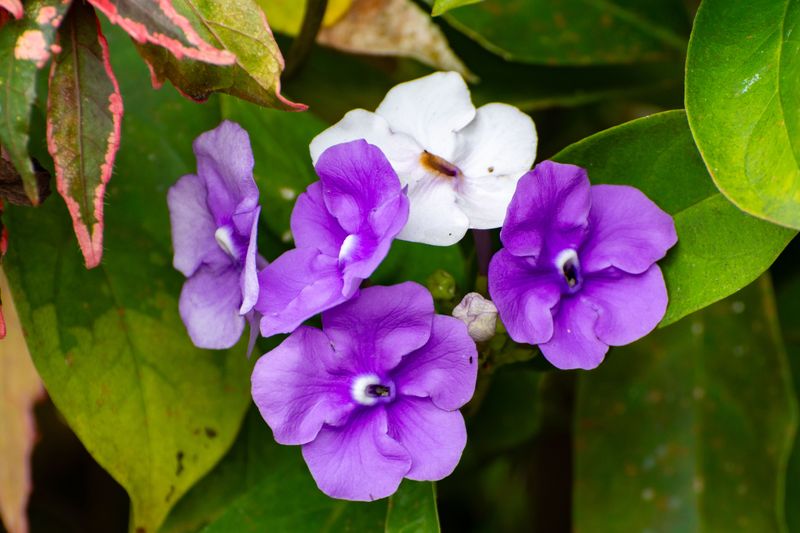 Yesterday, Today and Tomorrow (Brunfelsia)
