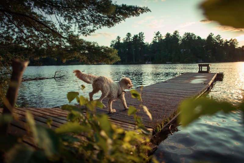 Pine Cradle Lake
