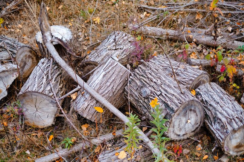 Check Yards For Snake-Friendly Hiding Places