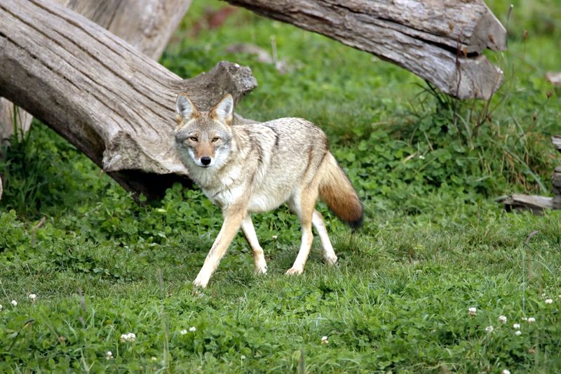 Never Feed a Coyote