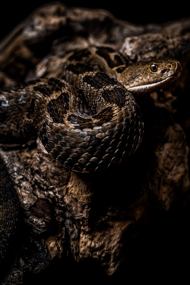 Do Not Try to Kill or Handle the Snake
