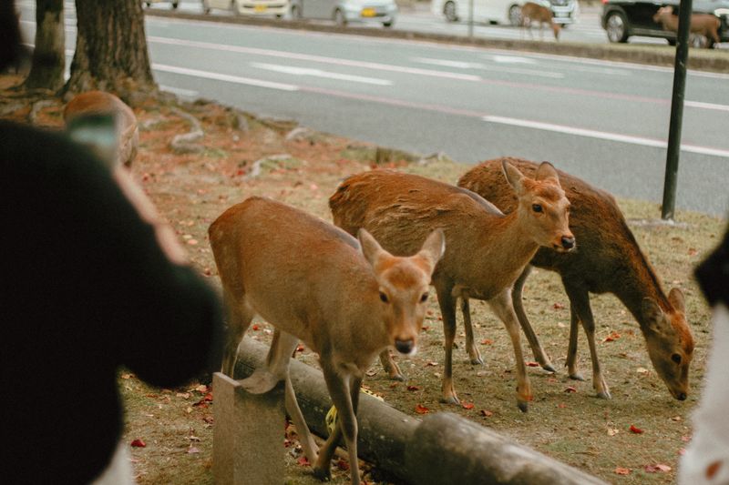 One Deer Usually Means Friends Are Coming