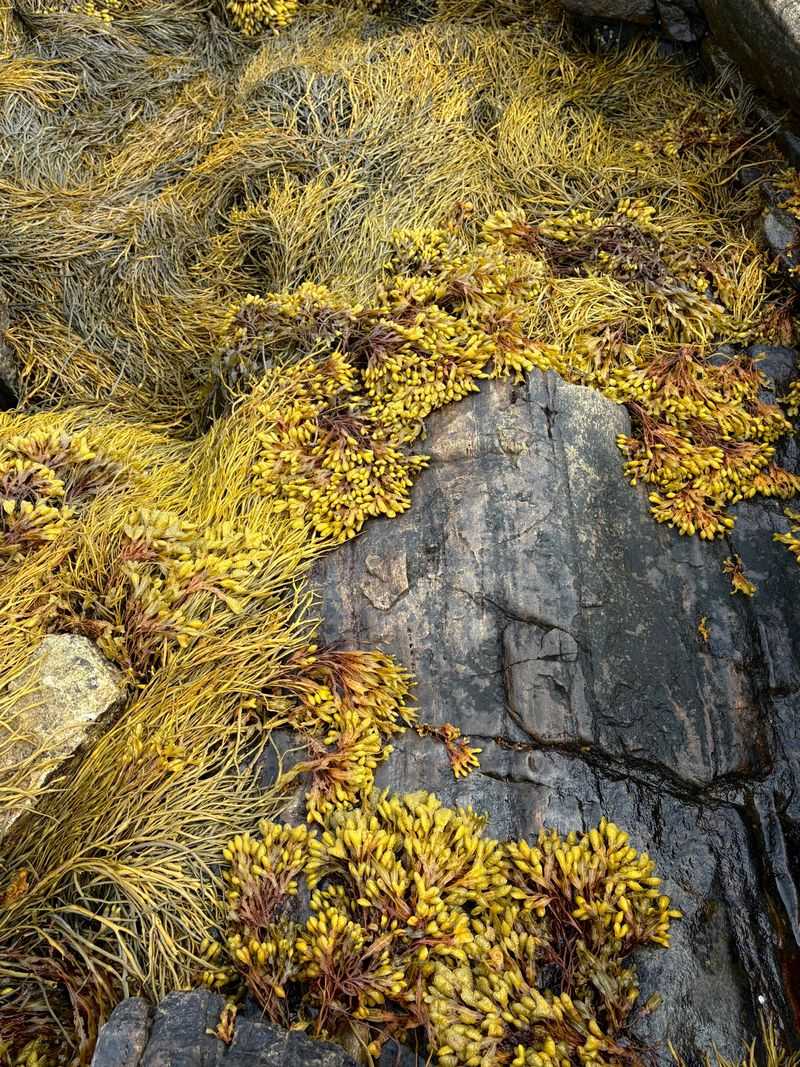 Seaweed Can Hide What Is Underfoot