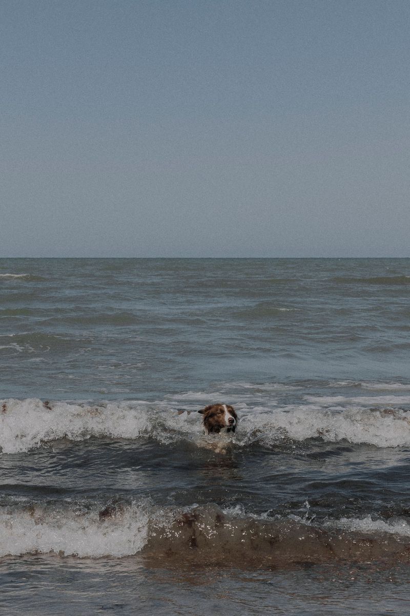 Never Let Your Dog Swim in Unfamiliar Water