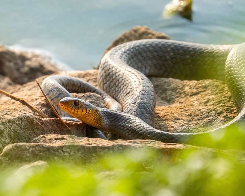 Watch Warm, Sunny Trail Edges