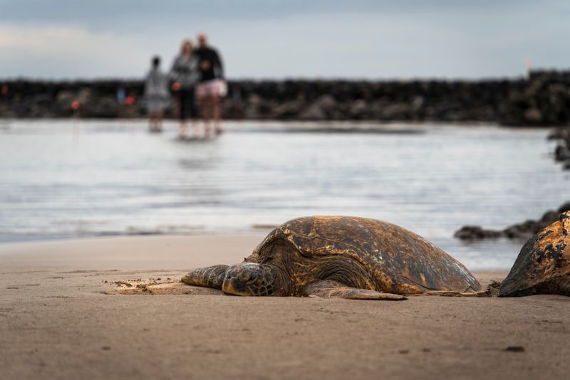 Keep Dogs Away from Sea Turtles and Nesting Areas