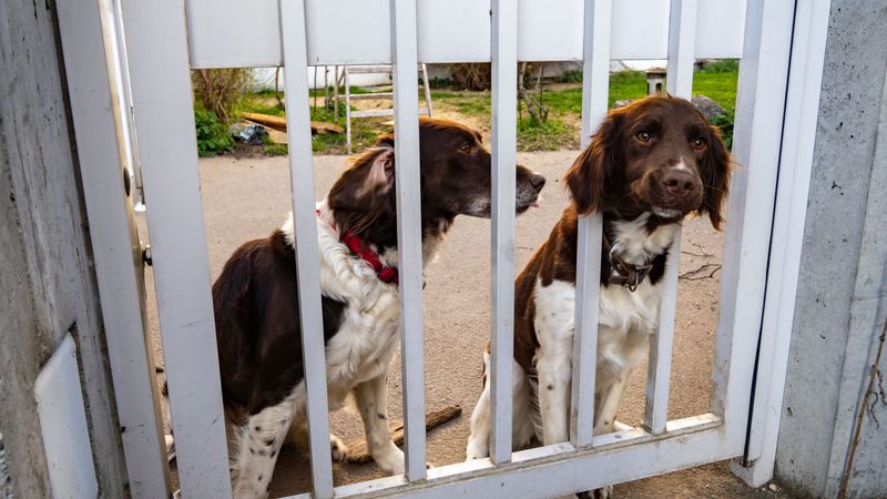 Check Your Yard Before Letting Your Dog Out