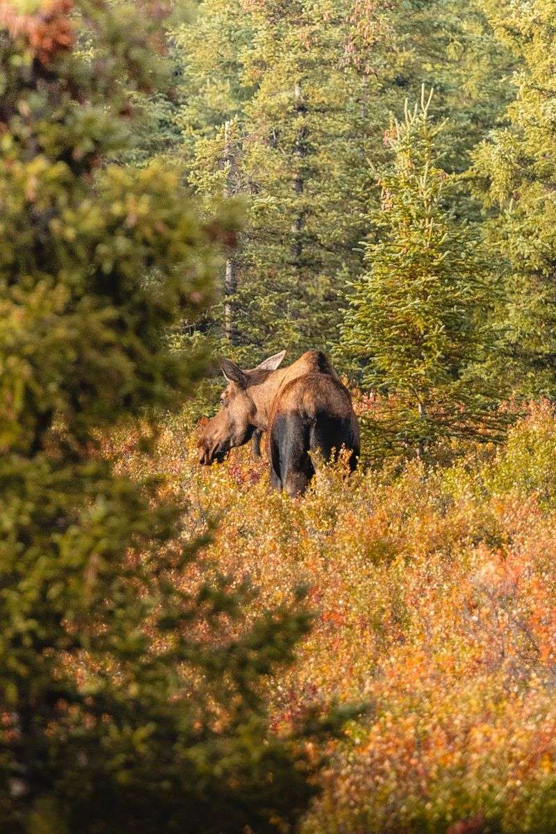 Stay Alert Near Trails and Brush
