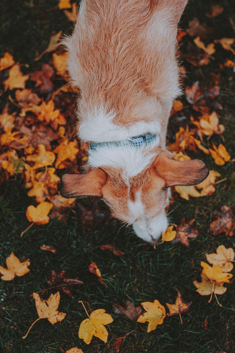 Watch Where Your Dog Sniffs