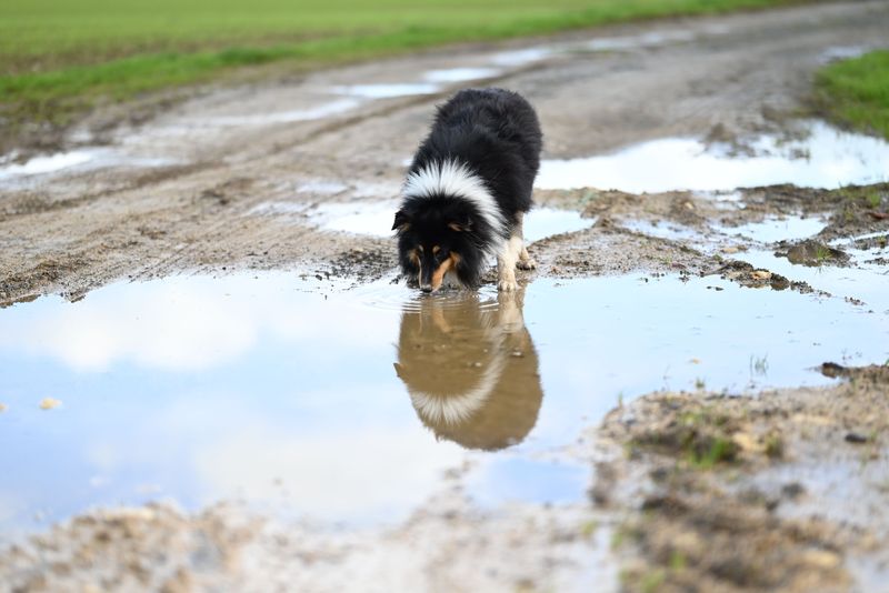 Keep Dogs Away from Contaminated or Stagnant Water