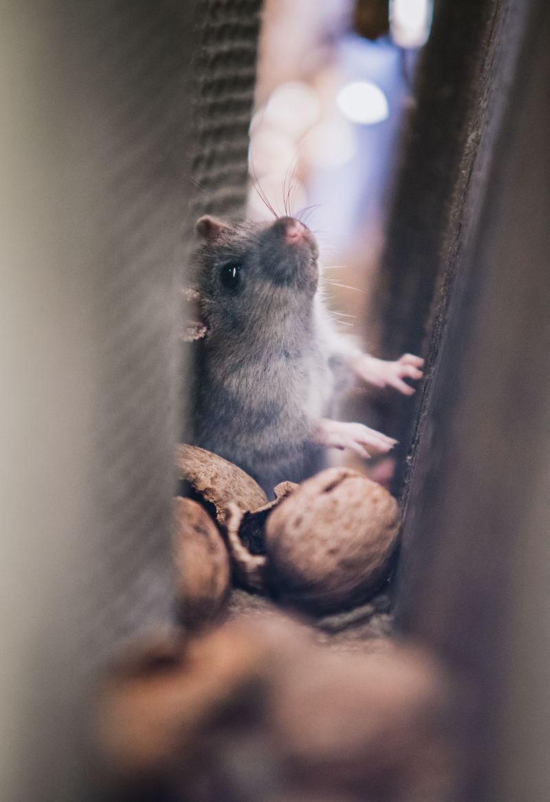 Control Rodents And Tidy Outdoor Food Areas