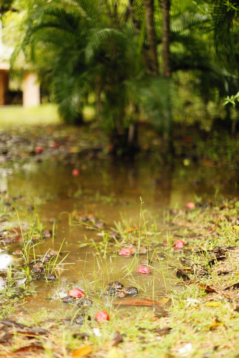 Check Your Yard for Standing Water