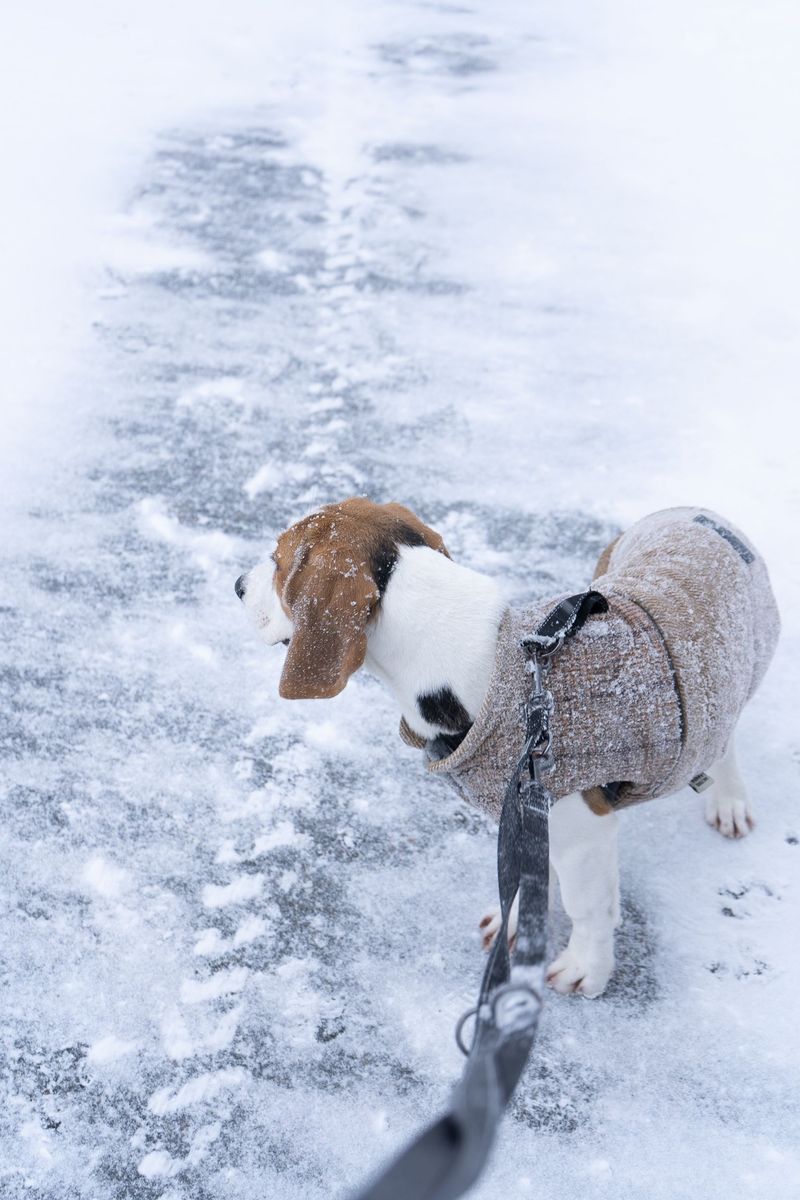 Give Paws a Post-Walk Inspection