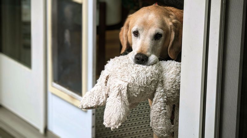 Bring Familiar Comfort Items