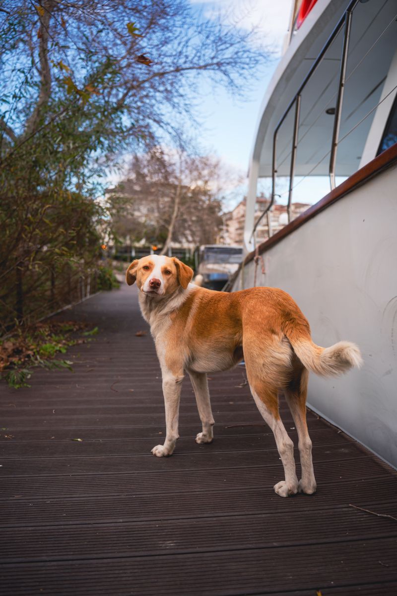 Know Where Dogs Cannot Go