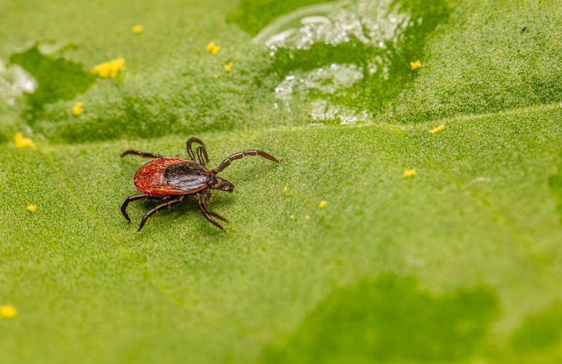 Tick Prevention Deserves Real Attention Here