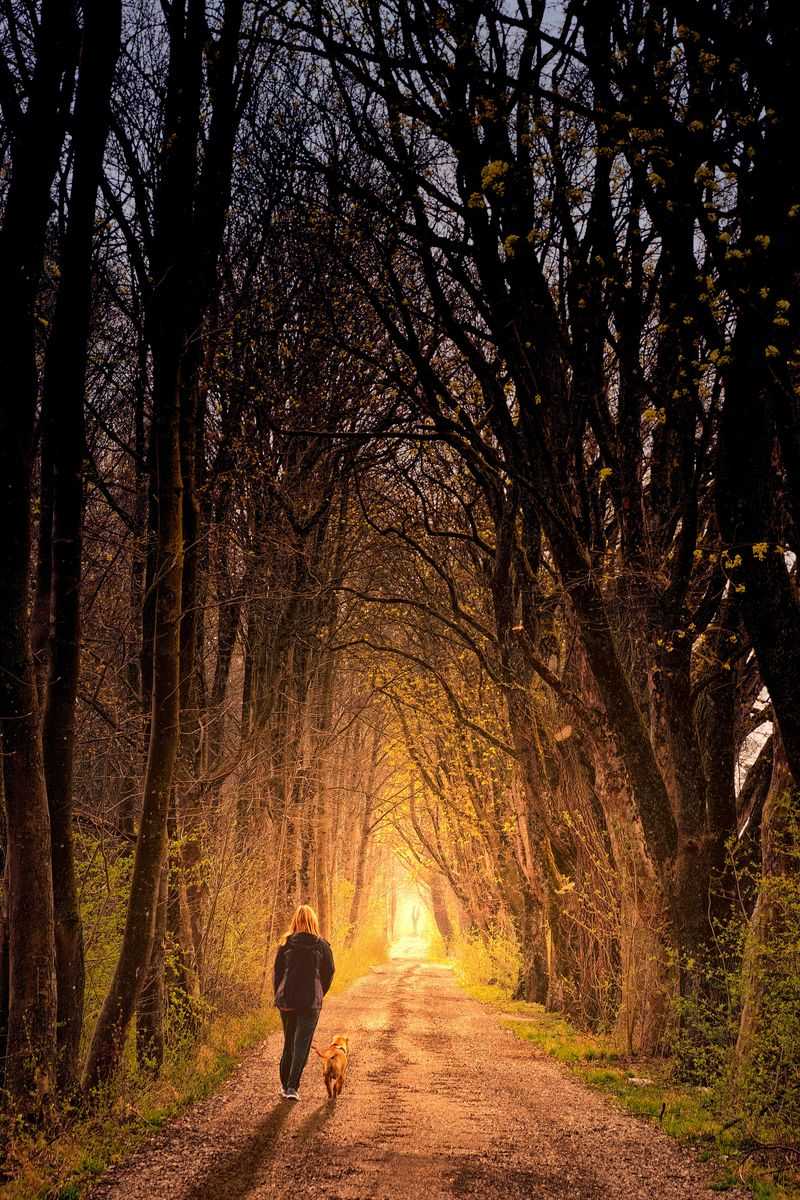 Stay Sharp on Dawn and Dusk Walks
